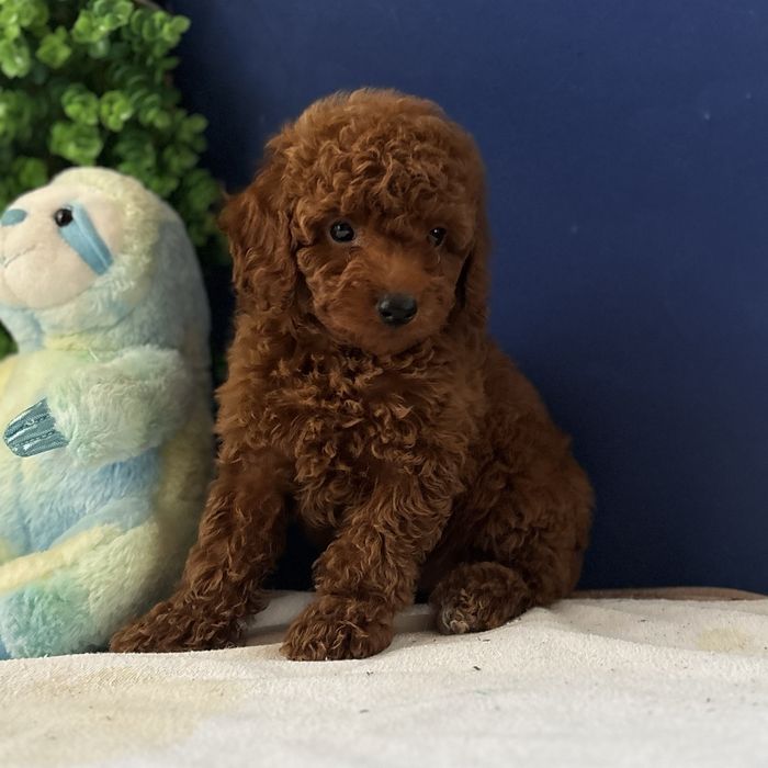 ляльковий хлопчик у забарвленні Red Braun