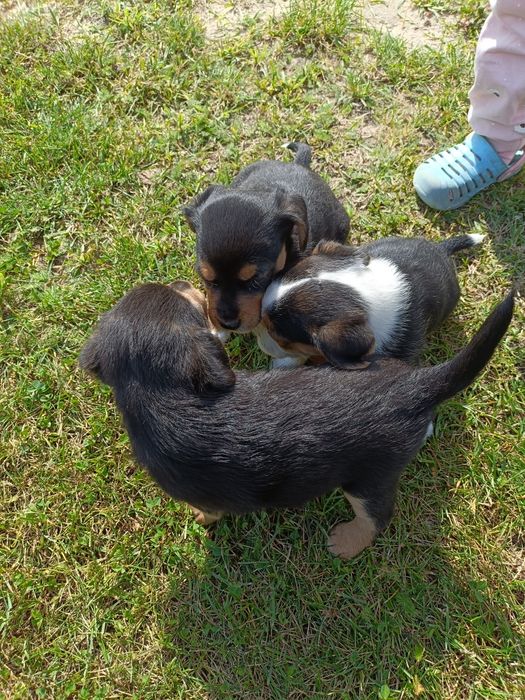 Szczeniaki matka Beagle