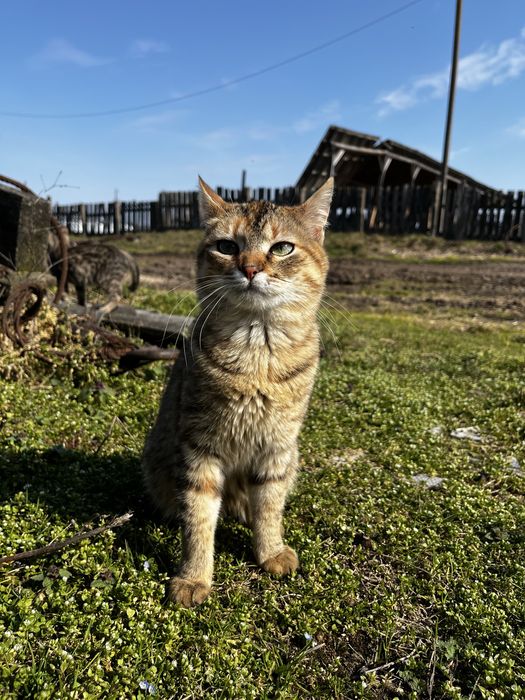 Котенята . Безкоштовно . Шукають дім