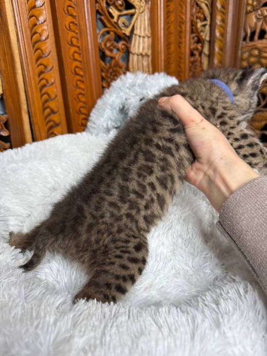 Дівчинка піксі Боб