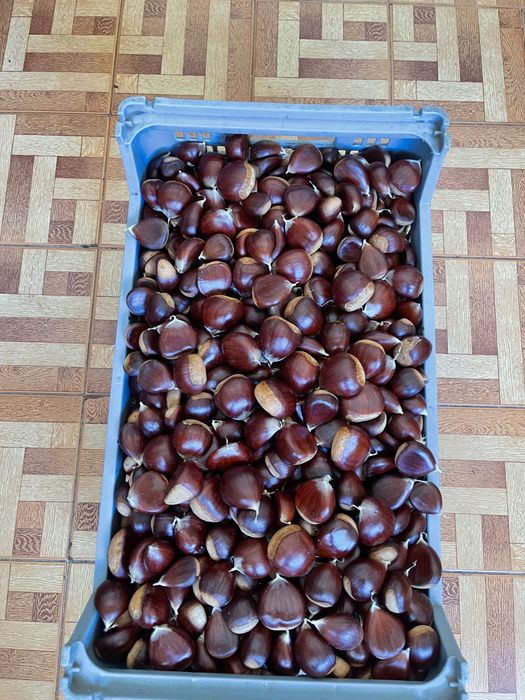 Castanha martainha