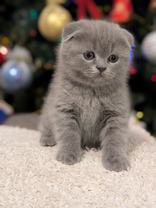 Шотландський хлопчик Ксандер