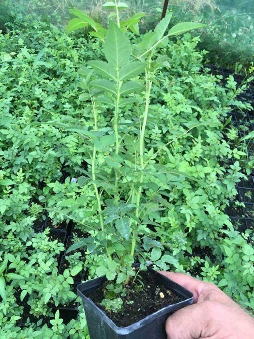 Róże  wielokwiatowe  Rosa multiflora  donicy p9.