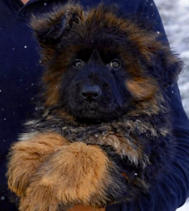 Owczarek niemiecki długowłosy- pies