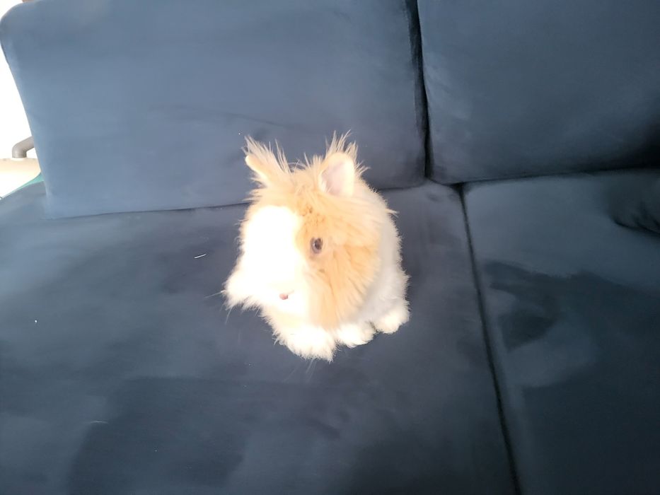 Króliczek Królik Teddy karzełek wraz z klatka i akcesoria