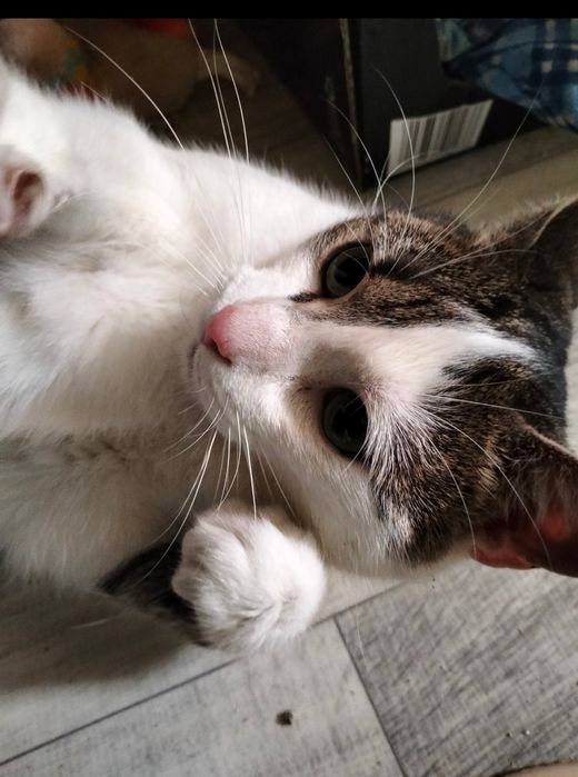 Henio kto go pokocha