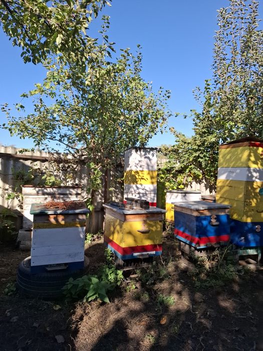 Продам бджолопакети/бджолосім'ї на українську рамку