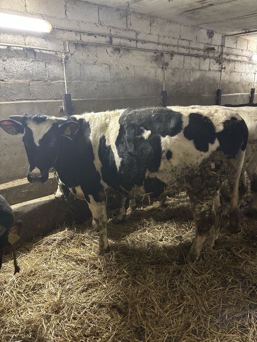 Jałówki wysokocielne