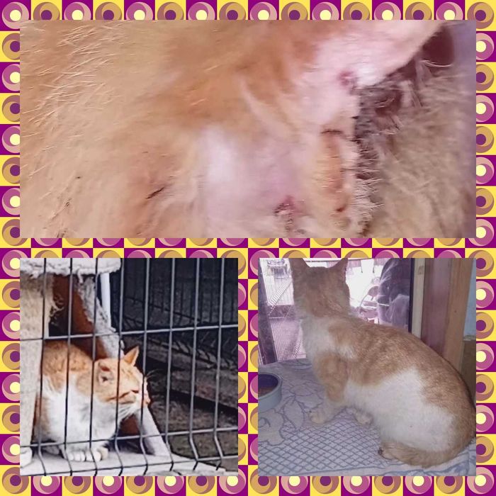 Koty do adopcji z azylu, w roznym wieku.