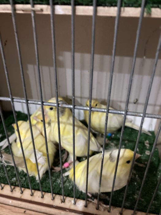 Kanarki Harceńskie samce i samice