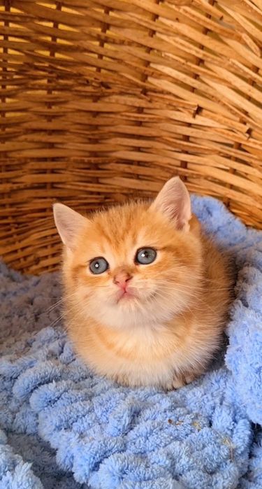 Просто красавчик щекастый