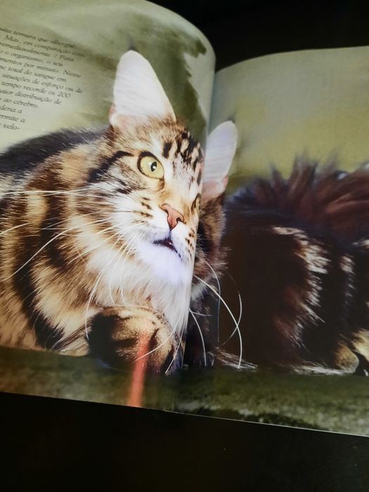 Gatos de Raça Royal Canin