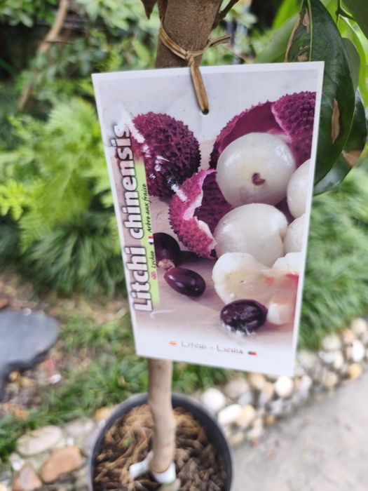 Árvores exóticas e tropicais