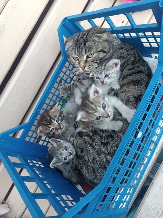 Віддам кошенят в хороші руки