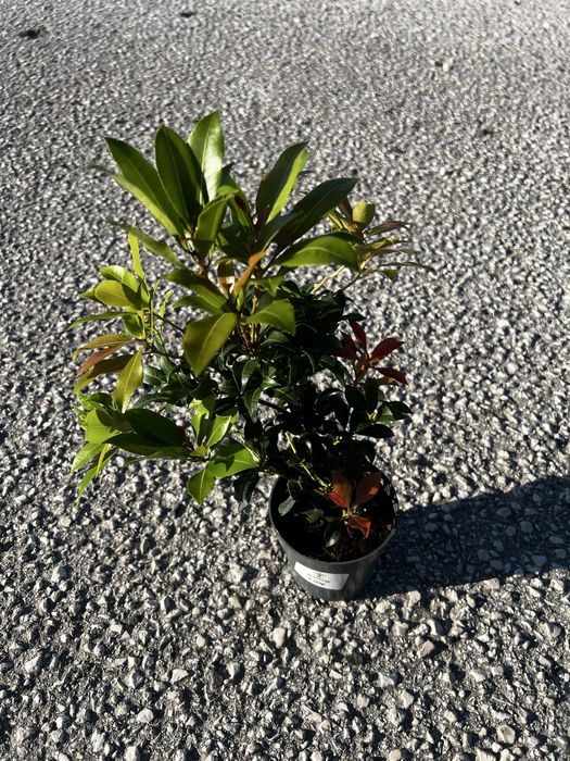 Pieris japonica variedades