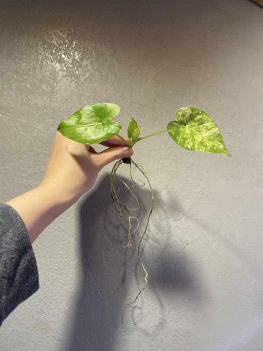 Алоказія: гагеана варієгатна