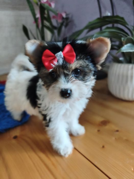 Yorkshire terrier biewier urocza sunia