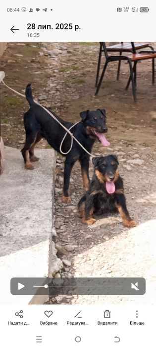 Цуценята ягдтер'єра