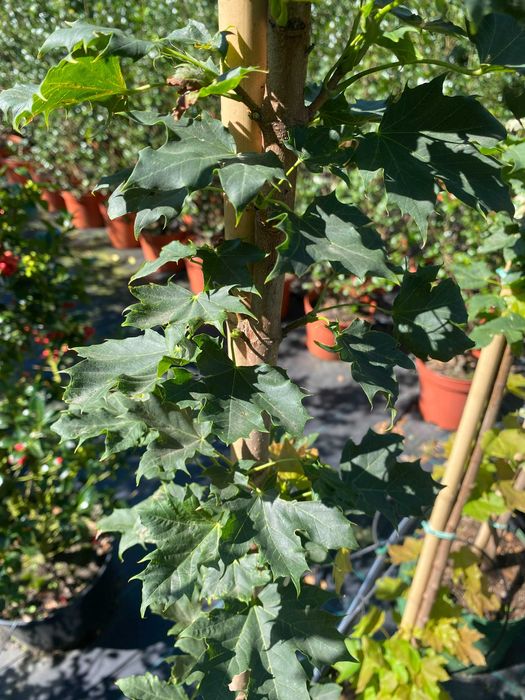 Klon zwyczajny Columnare 180-280 cm