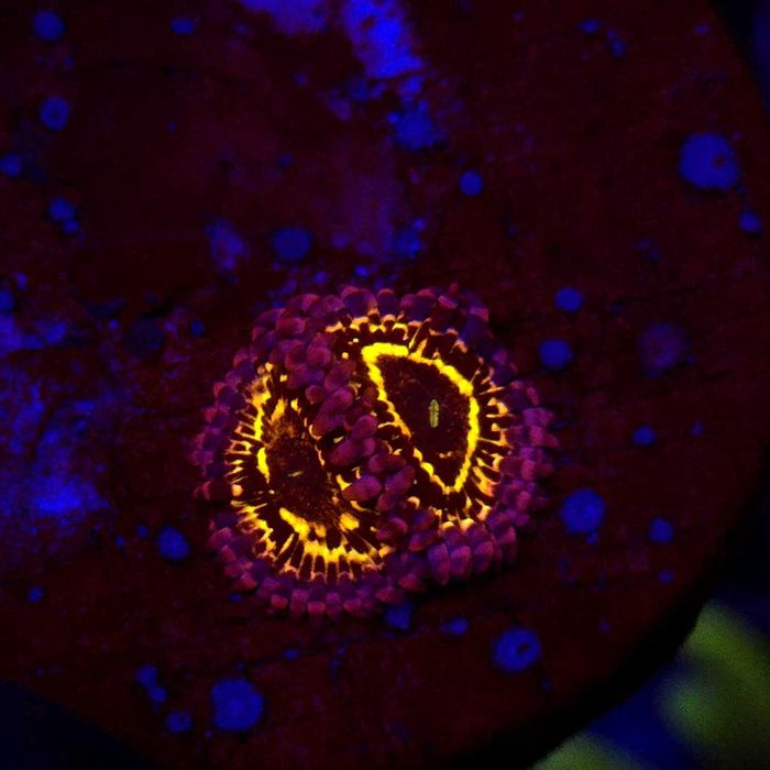 Zoanthus zoa Stratosphere (2 polipy)