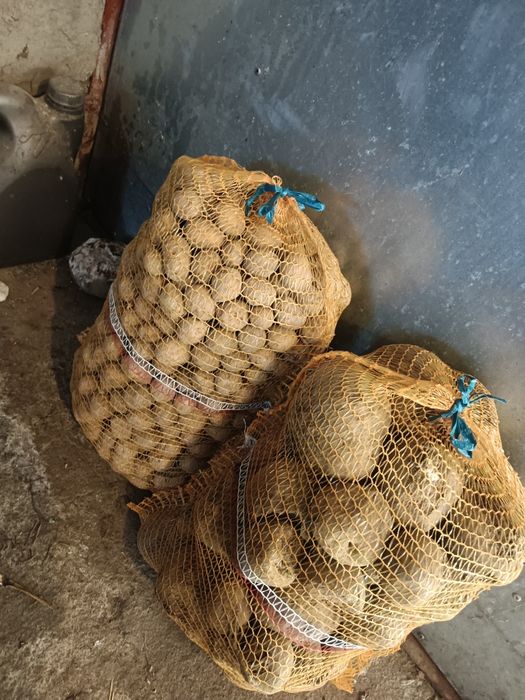 Ziemniaki i buraki paszowe