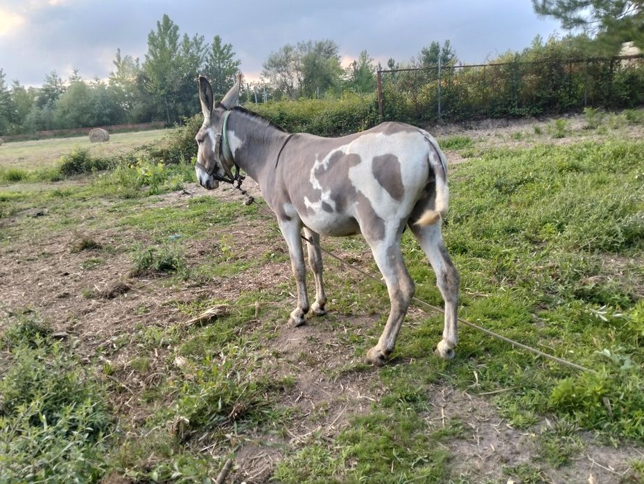 Vendo burro inteiro