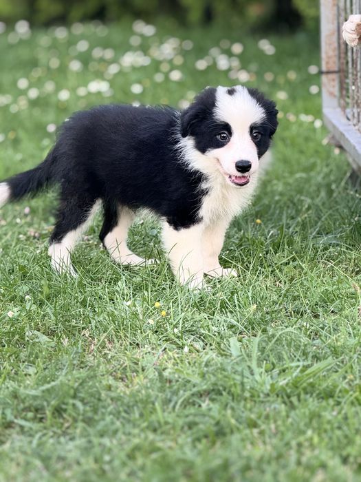 Czarno biale Border Collie piesek