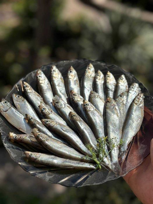 Тюлечка малосольна