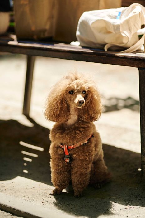 Вязка той пудель