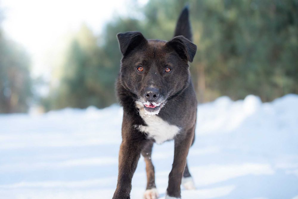 Piękny czarny pies Torparo szuka swojego domu na zawsze