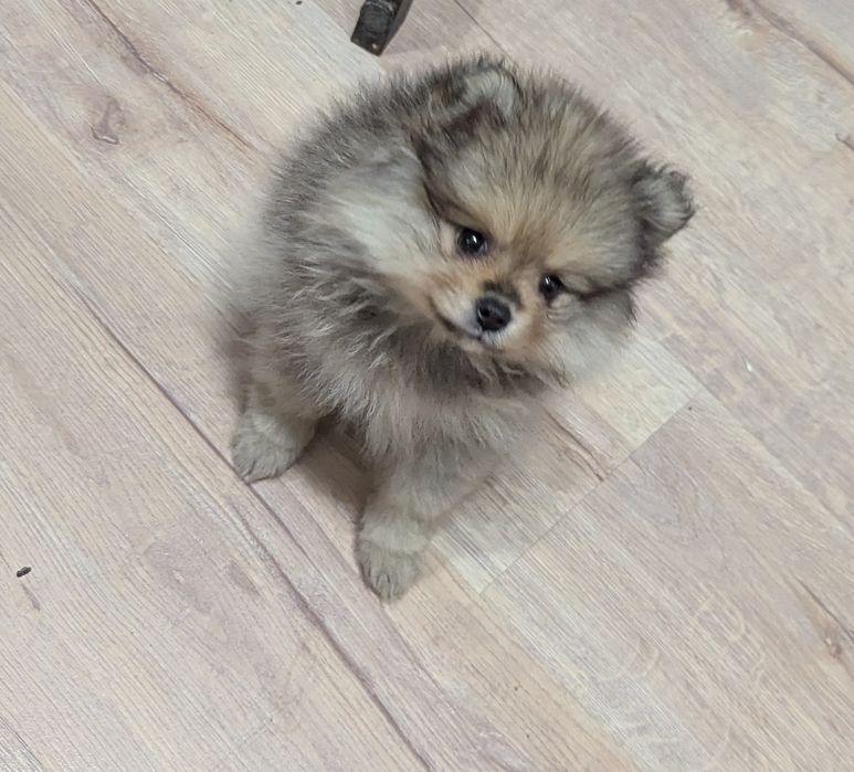 В наявності дівчатка та хлопчики