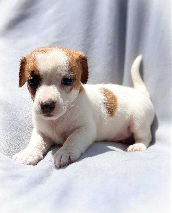 Sprzedam Jack Russell Terrier piesek