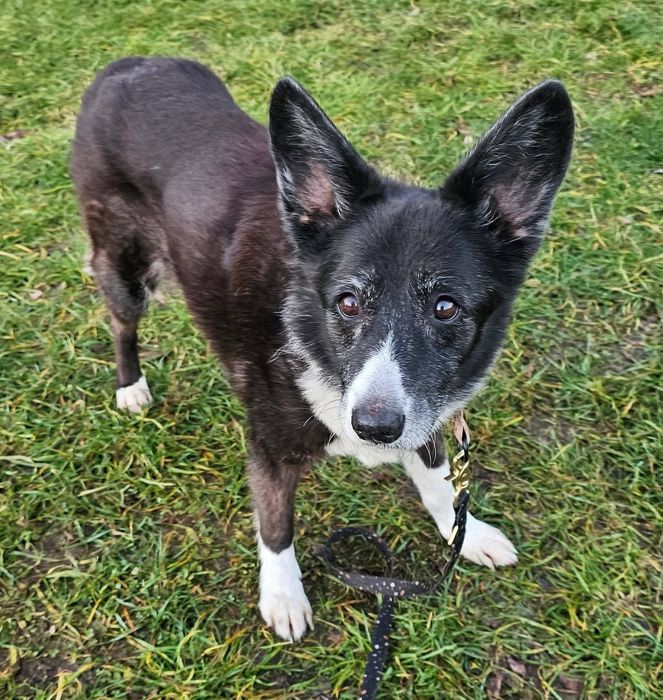 Urocza i łagodna babcia Zuzia do pilnej adopcji