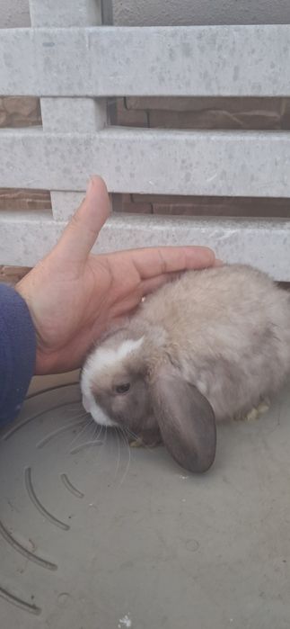 Coelhos anões mini loop belier