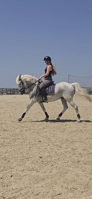 Cavalo cruzado letra D