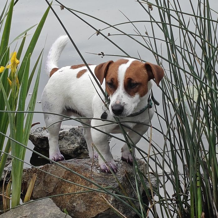 Джек Рассел на спарку