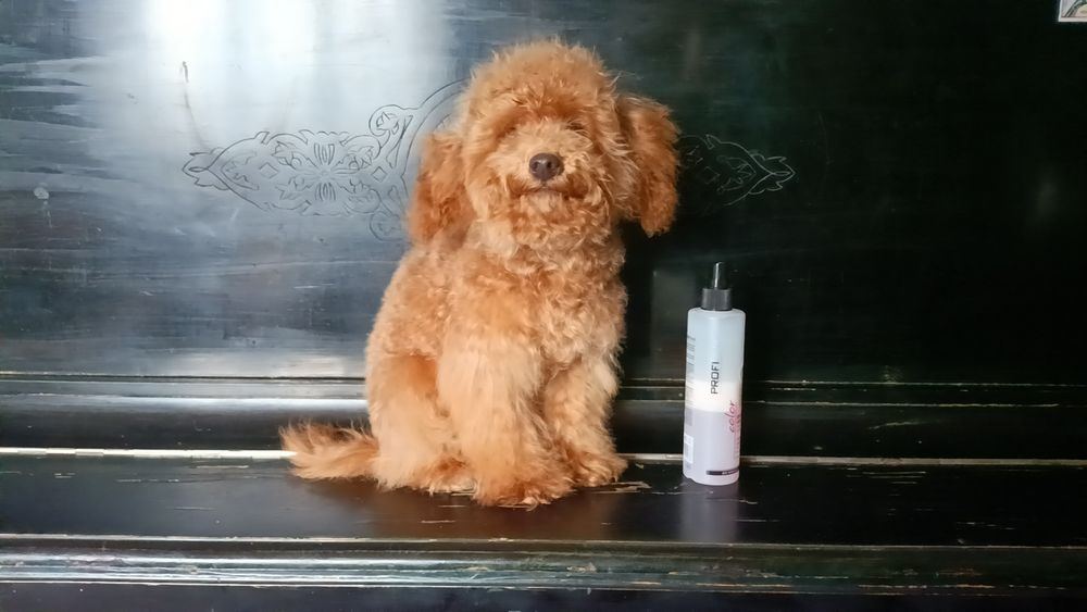 Міні хлопчик 22 см той пудель