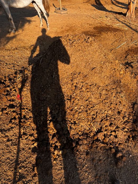 Estrume cavalo sem palha e sem aparas