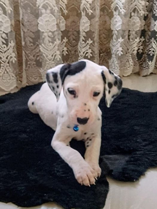 Piesek dalmatyńczyk