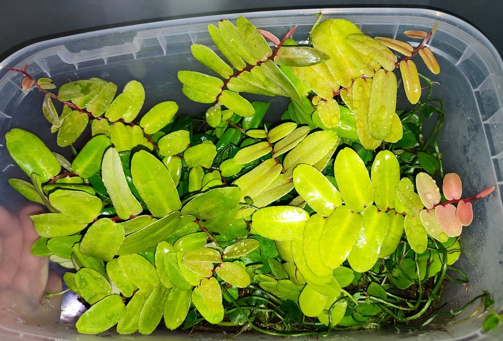 Marcgravia sintenisii rzadkie pnącze tropikalne terrarium paludarium