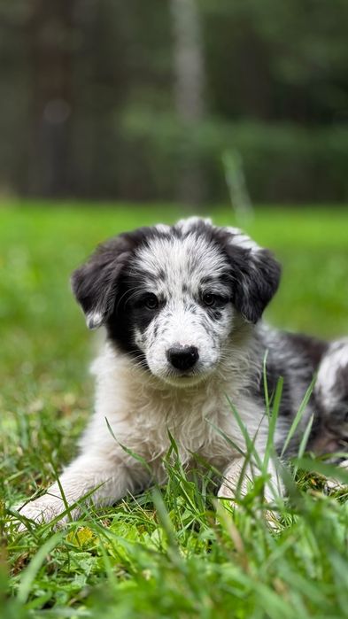 Border collie suczka czarno-biała ZKwP