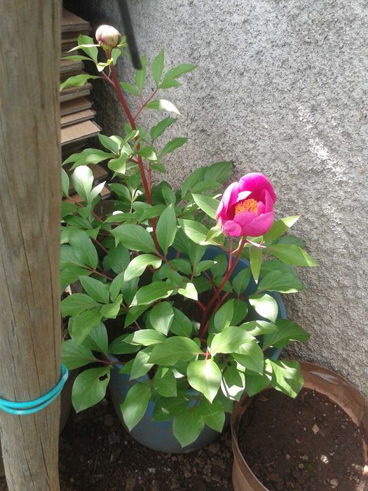 Rizoma de rosa-albardeira pronta a florir