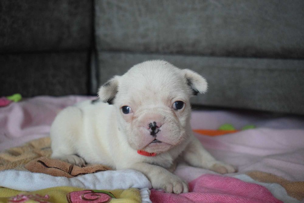 Buldog francuski szczenię - suczka