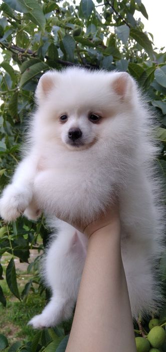 Маленька світленька