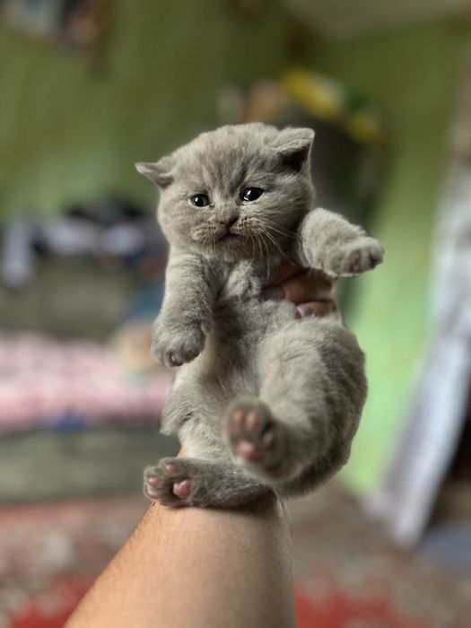 Шотланські кошенята