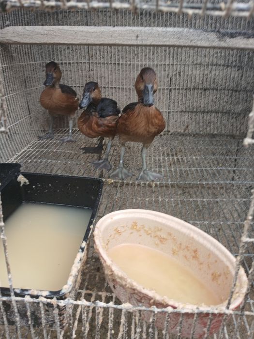 Patos para mudar de casa