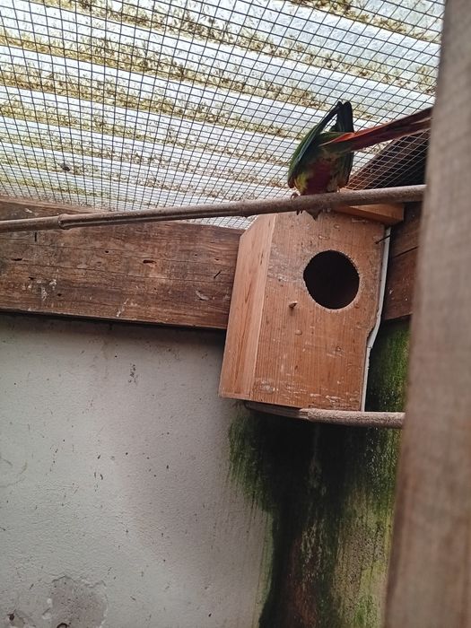 Pyuhurra  de boa saúde