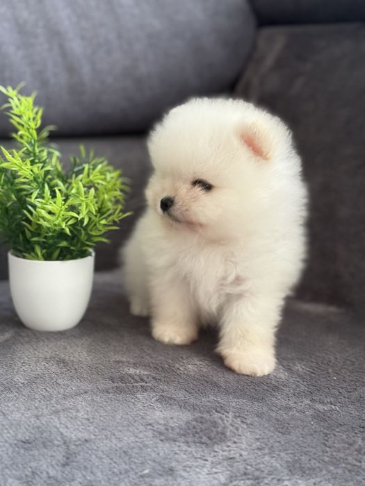 Біле янголятко - неймовірний Померанський хлопчик