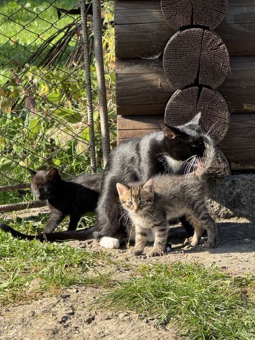 Віддам кошенят в добрі руки