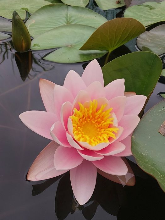 Продам розовую нимфею